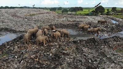 Around 20 elephants have died over the last eight years after consuming plastic trash in the dump. Examinations of the dead animals showed they had swallowed large amounts of nondegradable plastic that is found in the garbage dump, wildlife veterinarian Nihal Pushpakumara said.