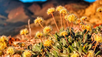 The U.S. Fish and Wildlife Service has proposed designating the high-desert range halfway between Reno and Las Vegas as critical habitat for the Tiehm's buckwheat. It is also the site of a proposed lithium mine by the Australian-based Ioneer USA Corp.