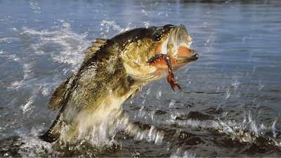 Largemouth bass.