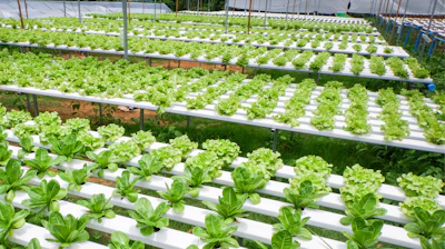 Key Hydroponic Greens Greenhouse