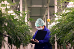 MJBiz said the growth in U.S. retail cannabis sales this year will be sparked by new recreational markets like New Jersey.