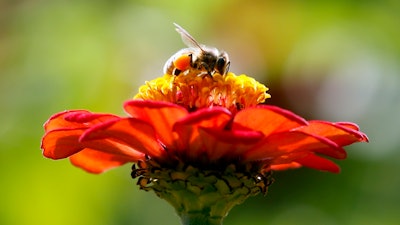 A honeybee atop a zinnia in Accord, N.Y., Sept. 1, 2015.