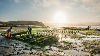 Shellfish growers at Hog Island Oyster Farm, Tomales Bay, Calif.