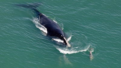 A North Atlantic right whale.