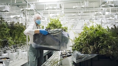 The stress of hand trimming marijuana buds impacted employee morale and created an unpredictable processing schedule.