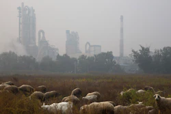 Sheep graze on a grass land near a cement plant on the outskirts of Beijing, China, Oct. 17, 2015. New global data released in May 2022, shows that emissions of heat-trapping gases coming from making cement have doubled in the last 20 years. It's all being driven by China, which is responsible for more than half of the globe's cement carbon emissions.