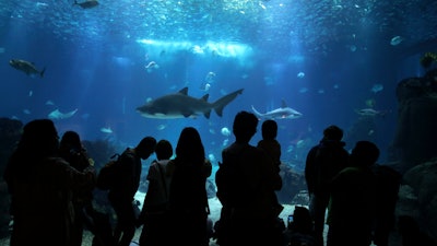 Visitors watch sharks and other fish swimming in the main tank at the Oceanarium in Lisbon, June 27, 2022.