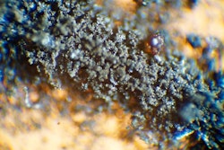 This April 2022 handout photograph provided by RR Auction shows moon dust from the 1969 Apollo 11 mission, which was pulled from an auction listing after NASA said the dust, and some cockroaches that were fed the dust, are property of the federal government.