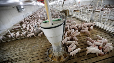 Hogs feed in a pen on the Gary Sovereign farm, Lawler, Iowa, Oct. 31, 2018.