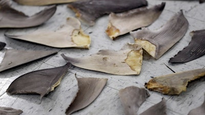 Confiscated shark fins are shown during a news conference, Thursday, Feb. 6, 2020, in Doral, Fla. A spate of recent criminal indictments highlights how U.S. companies, taking advantage of a patchwork of federal and state laws, are supplying a market for fins that activists say is as reprehensible as the now-illegal trade in elephant ivory once was.