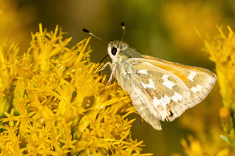 In this photo provided by the Center for Biological Diversity is a bleached sandhill skipper in the meadows at Baltazor Hot Spring in Humboldt County, Nevada, taken on Sept 13, 2021. Conservationists who are already suing to block a geothermal power plant where an endangered toad lives in western Nevada are now seeking U.S. protection for the rare butterfly at another geothermal project the developer plans near the Oregon line.