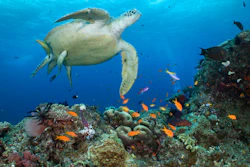 In this photo provided by the Great Barrier Reef Marine Park Authority, a green turtle swims in waters of Ribbon Reef No 10 near Cairns, Australia, Jan. 26, 2019. Australia's new government announced on Thursday, Aug. 4, 2022, it plans to prevent a coal mine from being created because of its potential impact on the nearby Great Barrier Reef.