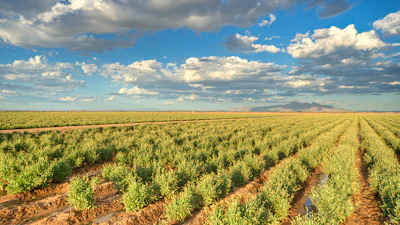 A guayule farm.