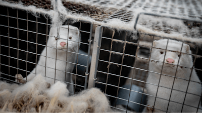 Mink look out from a pen at a breeding farm near Naestved, Denmark, Friday Nov. 6, 2020.