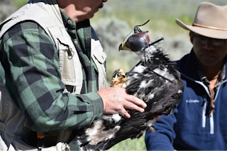 Eagle researcher Charles 'Chuck' Preston carries a young golden eagle that was temporarily removed from its nest as part of research related to long-term population studies of the birds, on June 15, 2022 near Cody, Wyo.