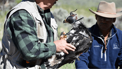 Eagle researcher Charles 'Chuck' Preston carries a young golden eagle that was temporarily removed from its nest as part of research related to long-term population studies of the birds, on June 15, 2022 near Cody, Wyo.