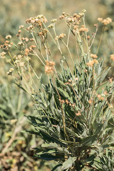 An up close shot of guayule.