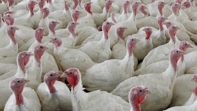 This Wednesday, April 11, 2012 file photo shows turkeys at a farm in Lebanon, Pa.
