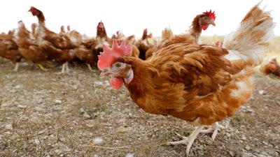 Chickens walk in a fenced pasture at an organic farm in Iowa on Oct. 21, 2015. Iowa agriculture officials said Monday, Oct. 31, 2022, that another commercial egg farm in the state has been infected with bird flu, the first commercial farm case identified since April when a turkey farm was infected. The latest case is in Wright County in north central Iowa, housing about 1.1 million chickens.