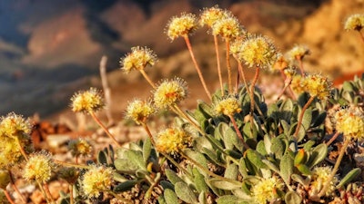 In this photo provided by the Center for Biological Diversity, Tiehm's buckwheat grows in the high desert in the Silver Peak Range of western Nevada about halfway between Reno and Las Vegas, in June 2019, where a lithium mine is planned.