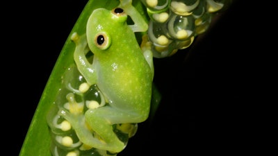 This photo provided by researchers in December 2022 shows a glass frog, strict leaf dwelling frogs, that sleep, forage, fight, mate, and provide (male) parental care on leaves over tropical streams. Some frogs found in South and Central America have the rare ability to turn on and off their nearly transparent appearance, researchers report Thursday, Dec. 22, 2022, in the journal Science.