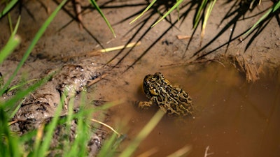 A Dixie Valley toad is seen around the hot spring-fed wetland in the Dixie Valley in Fallon, Nev., Wednesday, May 4, 2022. In a highly unusual move in a legal battle over a Nevada geothermal power plant and an endangered toad, the project’s developer is now asking a judge to allow it to scale back by 80% the original plan U.S. land managers approved last November.
