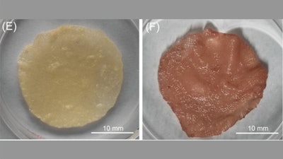 Appearances of cultured meat models without and with treatment of natural food coloring (beet).