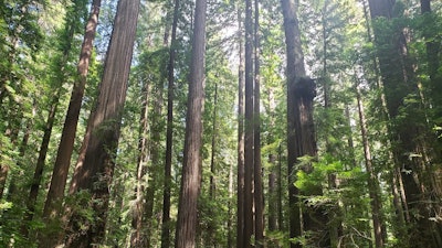 Redwood forests like this one in California can store large amounts of carbon, but not if they’re being cut down.
