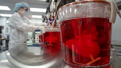 A technician works with bioreactors containing pig kidneys in a Miromatrix laboratory on Tuesday, Dec. 8, 2022, in Eden Prairie, Minn.