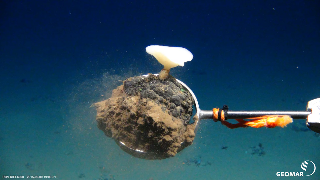 Deep Seabed Mining Pits Renewable Energy Demand Against Ocean Life ...