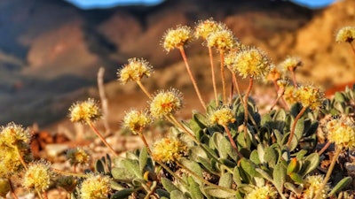 In this photo provided by the Center for Biological Diversity, Tiehm's buckwheat grows in the high desert in the Silver Peak Range of western Nevada about halfway between Reno and Las Vegas, in June 2019, where a lithium mine is planned.