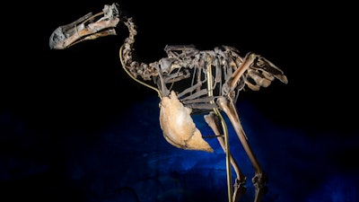 A dodo skeleton.