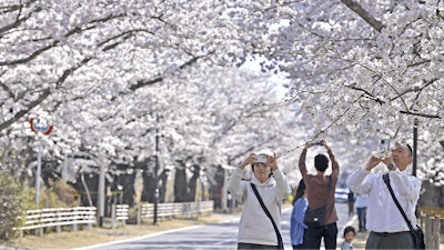 Visitors take photos of cherry blossoms in Tomioka town, Fukushima prefecture, Japan Saturday, April 1, 2023.