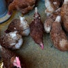 Red Star chickens feed in their coop at Historic Wagner Farm in Glenview, Ill., , Jan. 10, 2023.