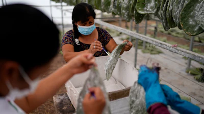 Using paint brushes, Garcia family members, Mayeli, left, Araceli and Galdina, gently scrape off tiny female insects known as Dactylopius coccus from nopal cactus pads, in their greenhouse in San Francisco Tepeyacac, east of Mexico City, Thursday, Aug. 24, 2023.