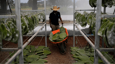 Miguel Garcia pushes a wheelbarrow filled with nopales or prickly pear cacti pads, into his family’s greenhouse, in San Francisco Tepeyacac, east of Mexico City, Thursday, Aug. 24, 2023.