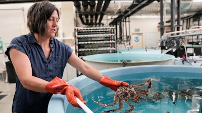 Erin Fedewa, a research fisheries biologist, places a red king crab back in a tank, Thursday, June 22, 2023, at the Alaska Fisheries Science Center in Kodiak, Alaska.