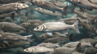 Seafood In Tank I Stock 464971313