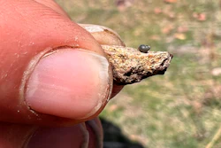 This photo provided by Lynne Buckner shows a Kings River pryg, a springsnail found in 13 isolated springs around Thacker Pass, 200 miles northeast of Reno, Nev., on April 7, 2022.