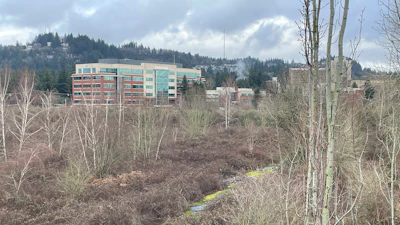 A sprawling hospital complex in the Cedar Hills neighborhood of southwest Portland, Ore., is seen from a patch of densely thicketed land across from it, Sunday, Jan. 7, 2024.