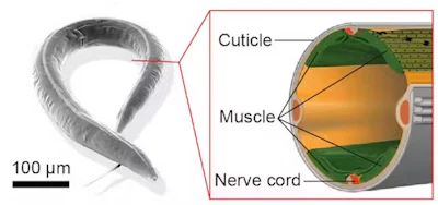 Nematodes have two bands of muscle on the sides of their bodies that control motion.