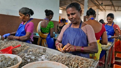 Workers peel shrimp in a tin-roofed processing shed in the hamlet of the Tallarevu, in Kakinada district, in the Indian state of Andhra Pradesh, Sunday, Feb. 11, 2024.