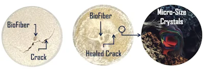 BioFiber healing a crack with calcium carbonate crystals.