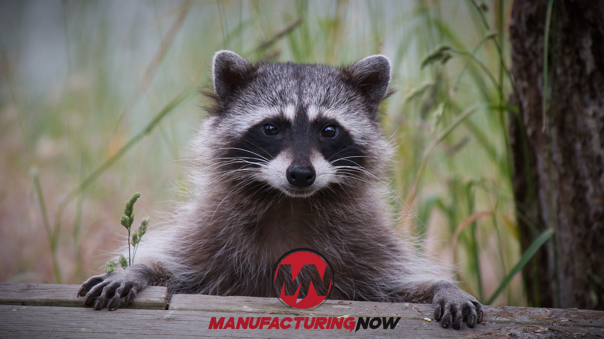 Raccoon Knocks Out Electricity for Thousands in Wisconsin | Industrial ...