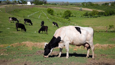 Cows graze in a field in Luncavita, Romania.