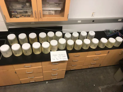 This July 22, 2024, image provided by Michael Ketterer shows jars of water samples from Acid Canyon in Los Alamos, N.M.