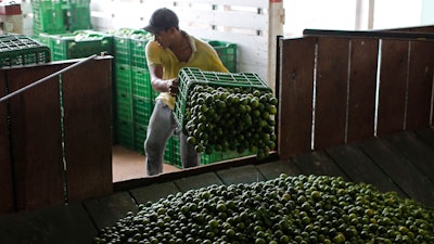 A worker unloads a truck-full of Mexican limes at a citrus packing plant in La Ruana, in the state of Michoacan, Mexico, Nov. 6, 2023.