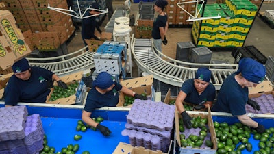 Workers sort avocados at a packing plant in Uruapan, Mexico Wednesday, Nov. 27, 2024.