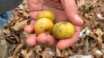 Michigan State University horticulture professor Steve Van Nocker holds wild apples near a Malus coronaria tree, Meridian Township, Mich., Dec. 4, 2024.