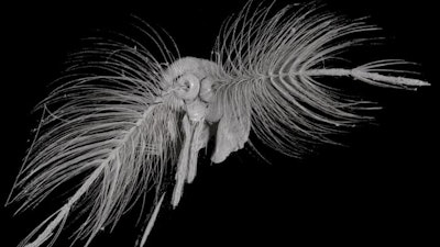 This CT scan is a close-up of the structural features of a male mosquitos antennae.